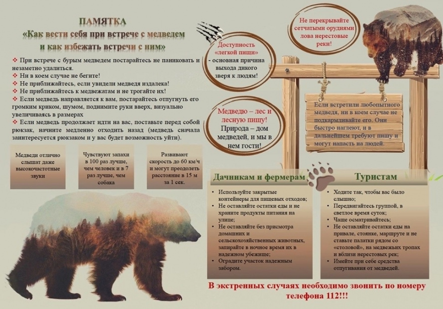 Памятка: как вести себя при встрече с медведем и как избежать встречи с ним